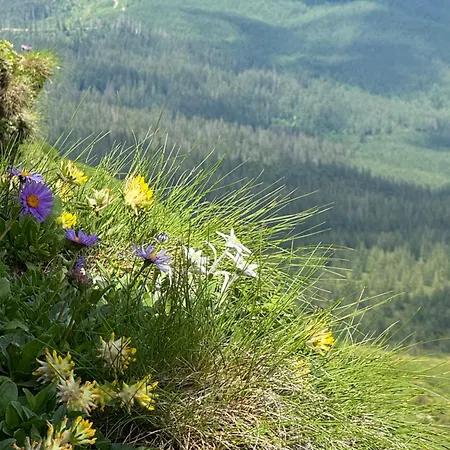 ялинка Drahobrat