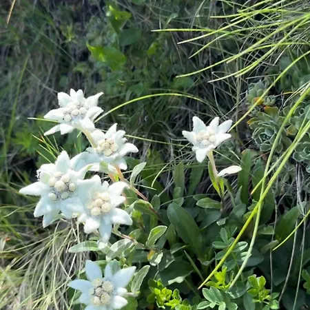 Hotel ялинка Drahobrat