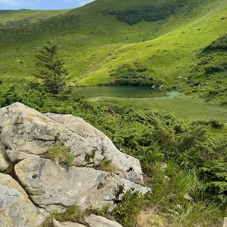 ялинка * Драгобрат