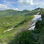 ялинка