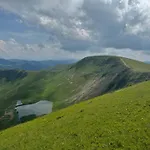 ялинка Dragobrat