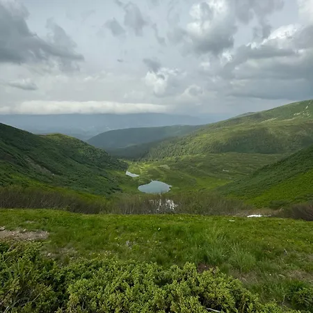ялинка Dragobrat