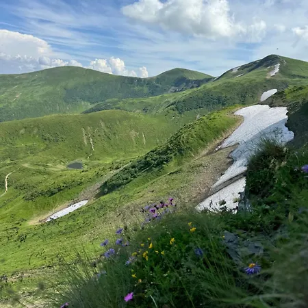 ялинка